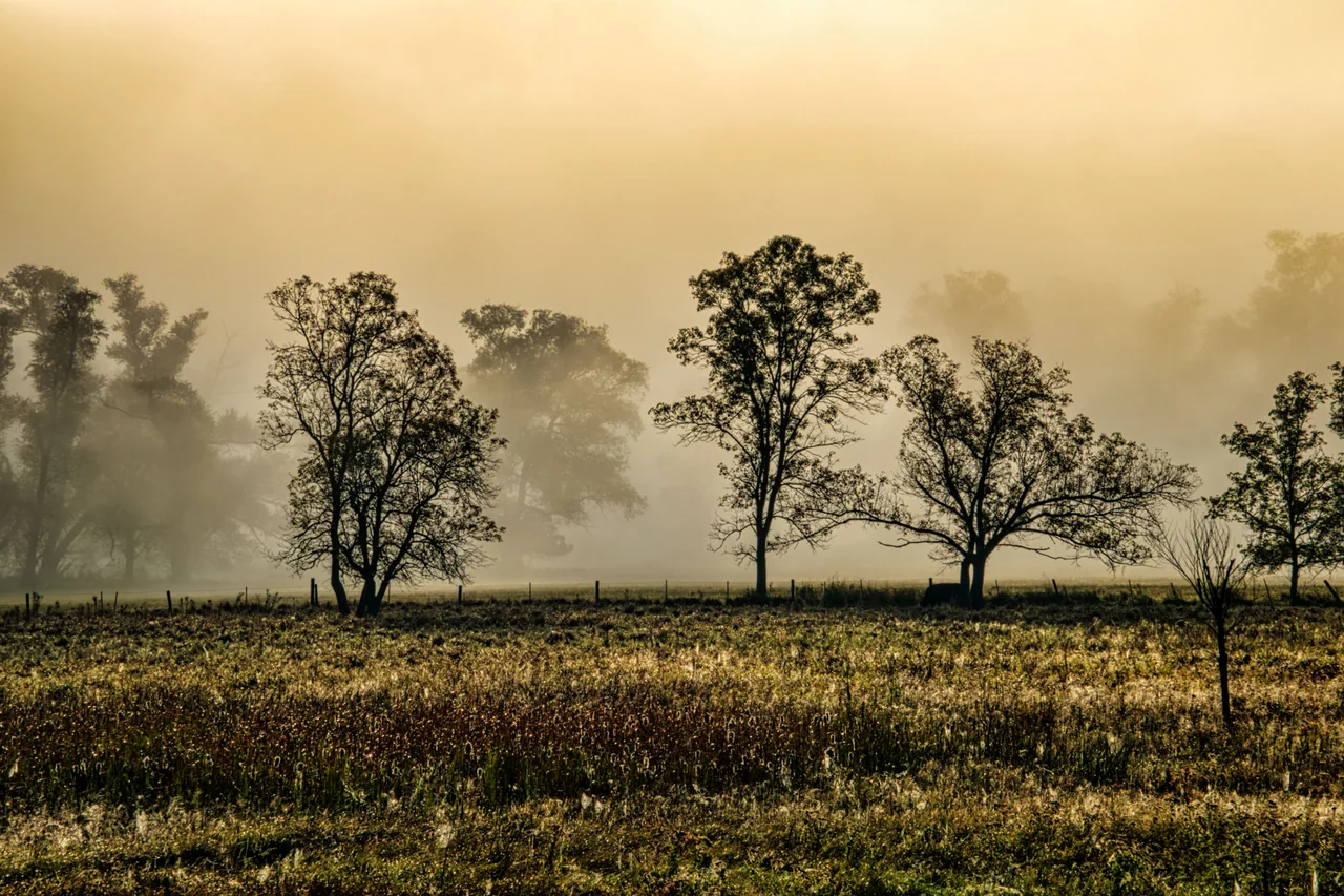 Trees standing in golden morning mist