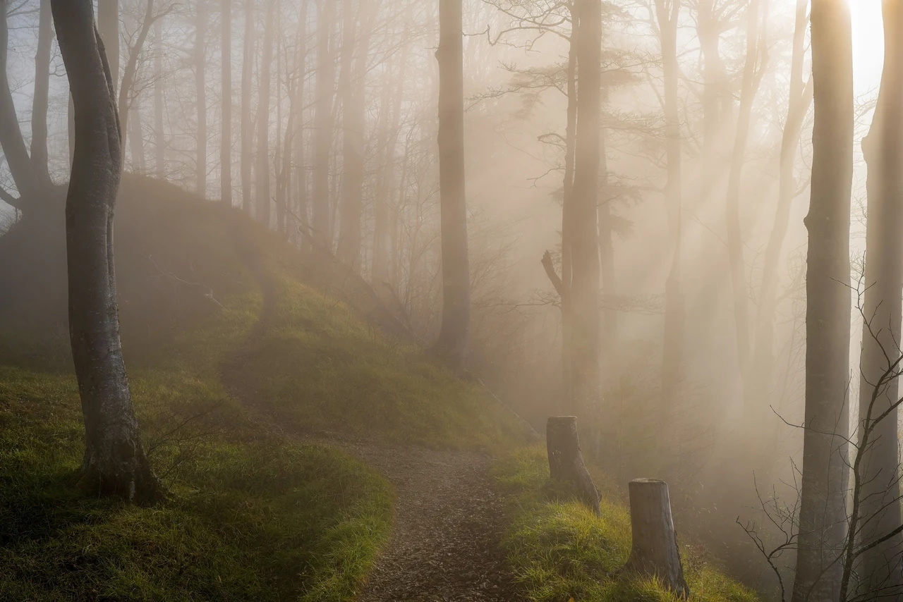 Warm morning mist along a forest path