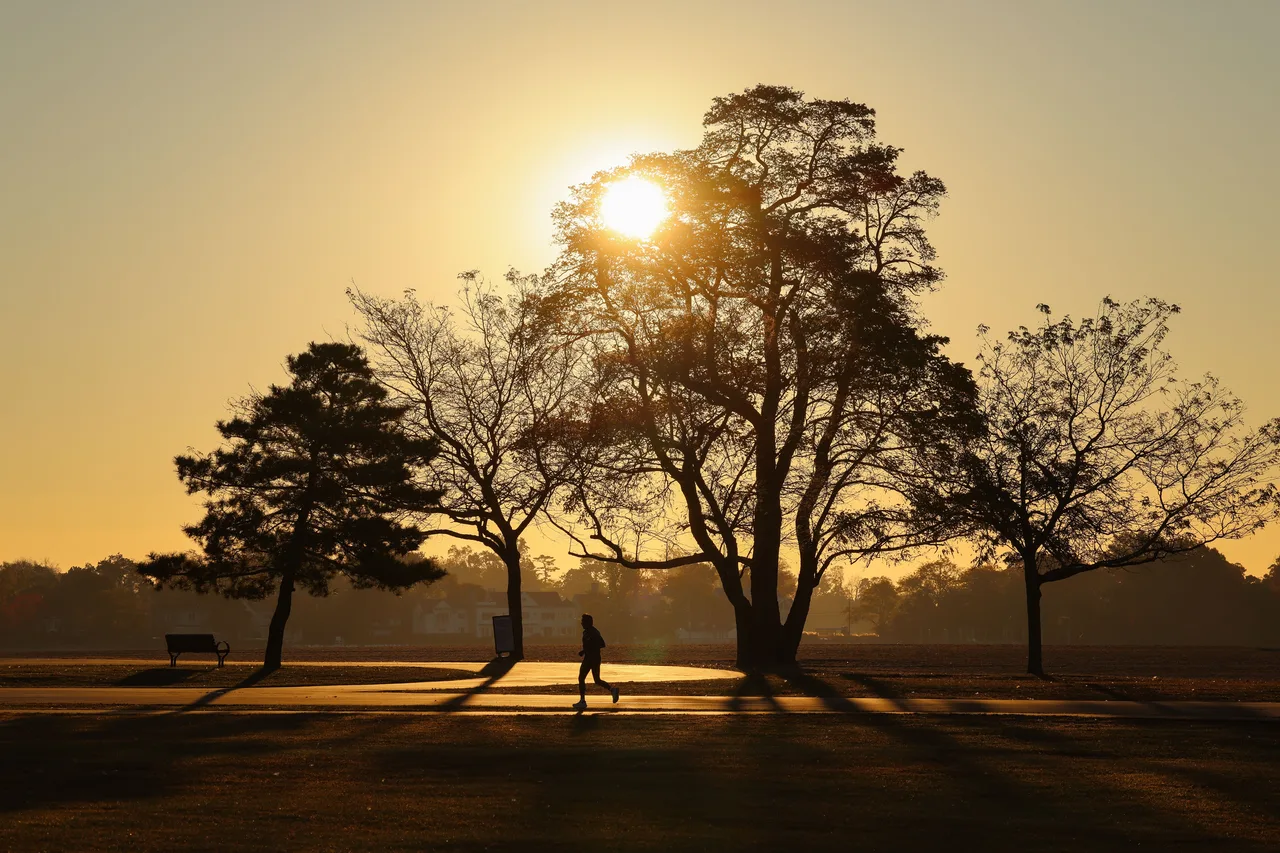 A great spreading tree against a golden sunrise, with a lone figure walking beneath it