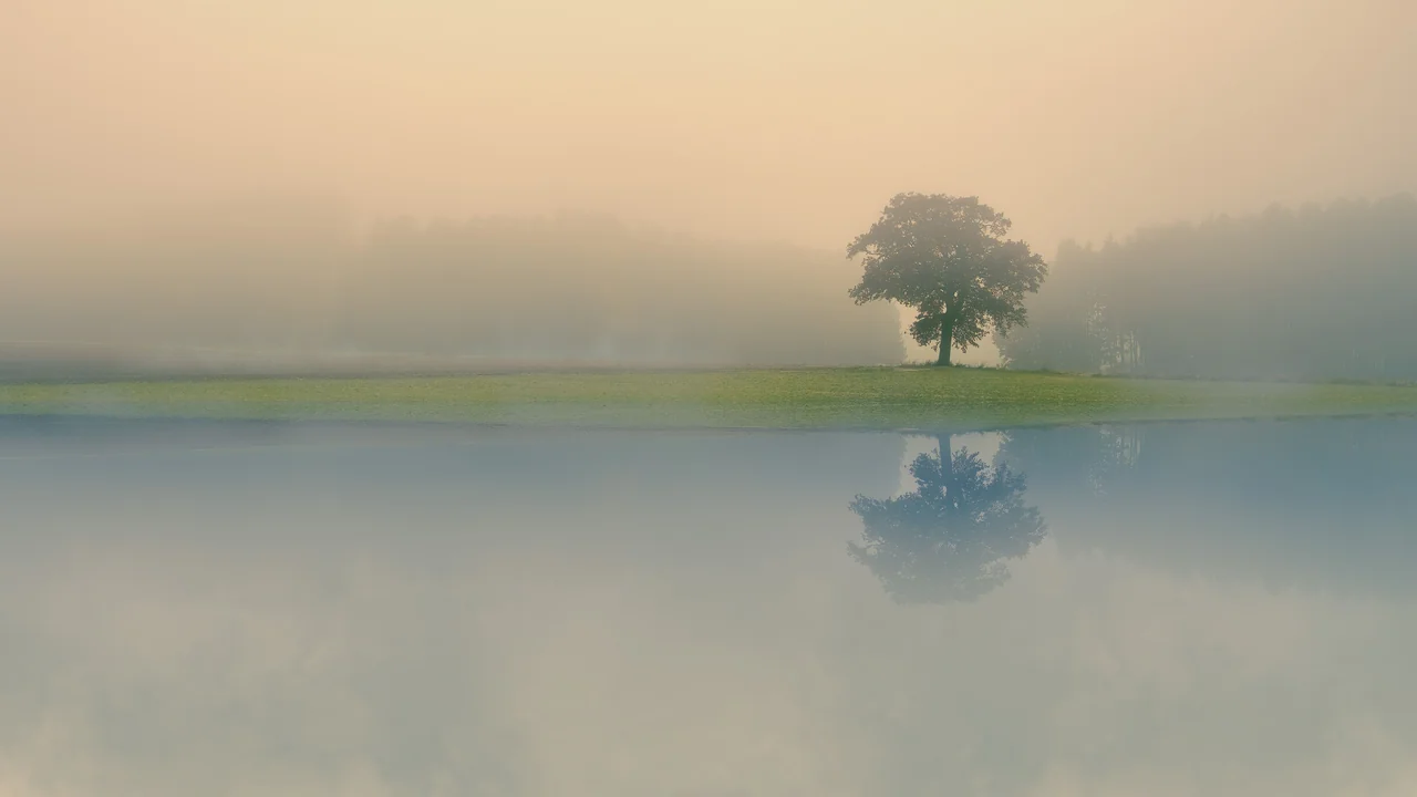 A lone tree reflected in a still, misty lake